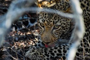 afriquedusud 10